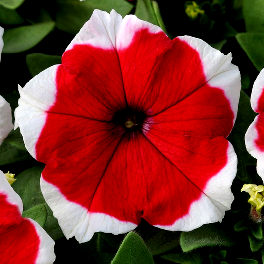 Dreams™ Red Picotee Petunia Seeds