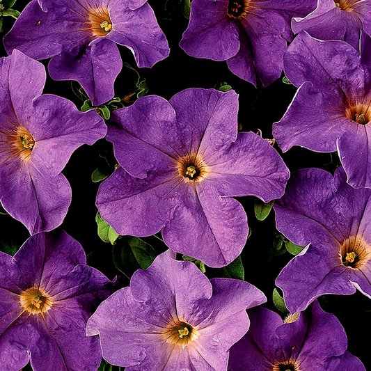 Dreams™ Sky Blue Petunia Seeds