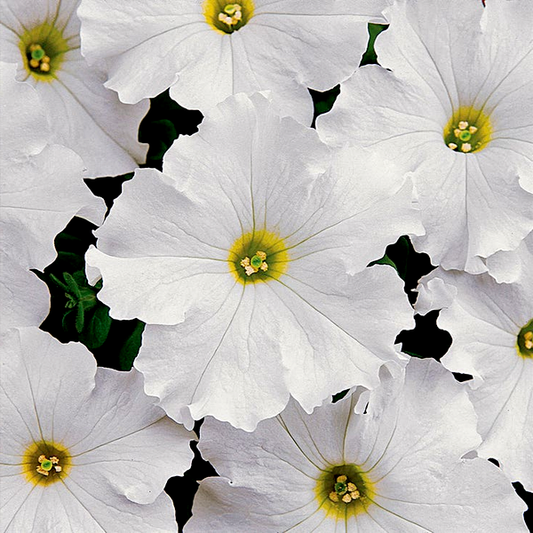 Dreams™ White Petunia Seeds