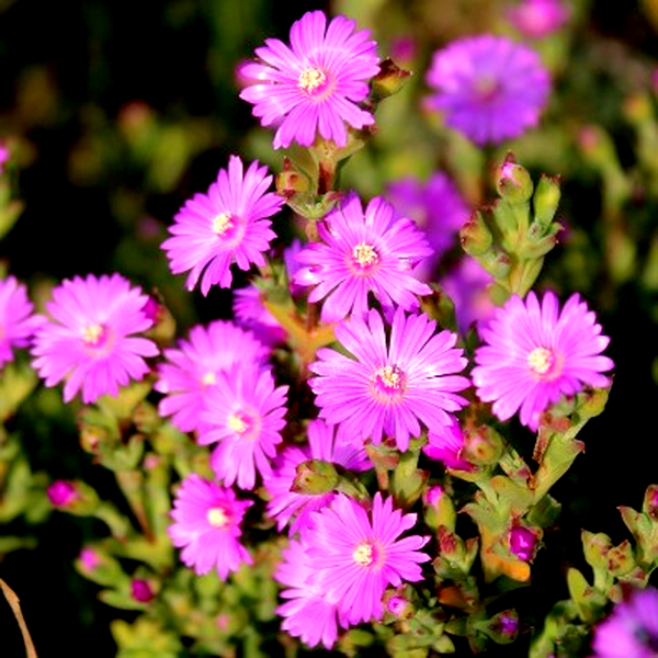 Drosanthemum asperulum