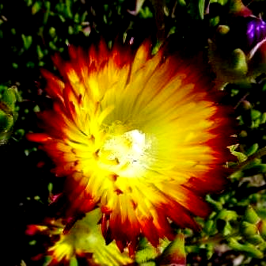 Drosanthemum bicolor