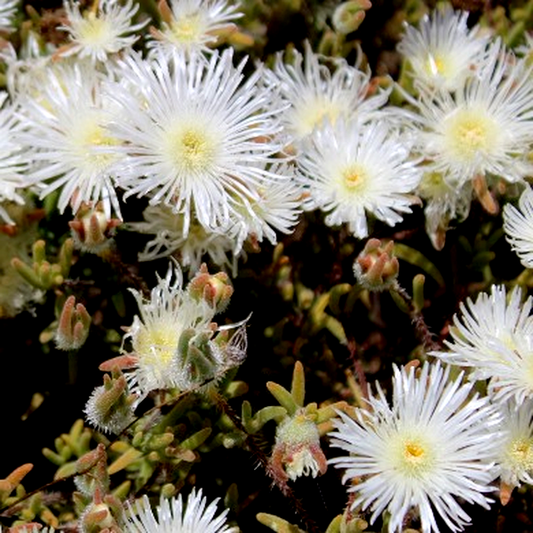 Drosanthemum calycinum