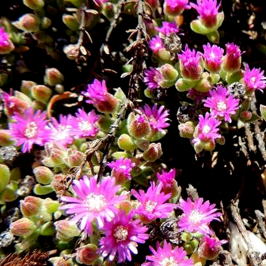 Drosanthemum capillare