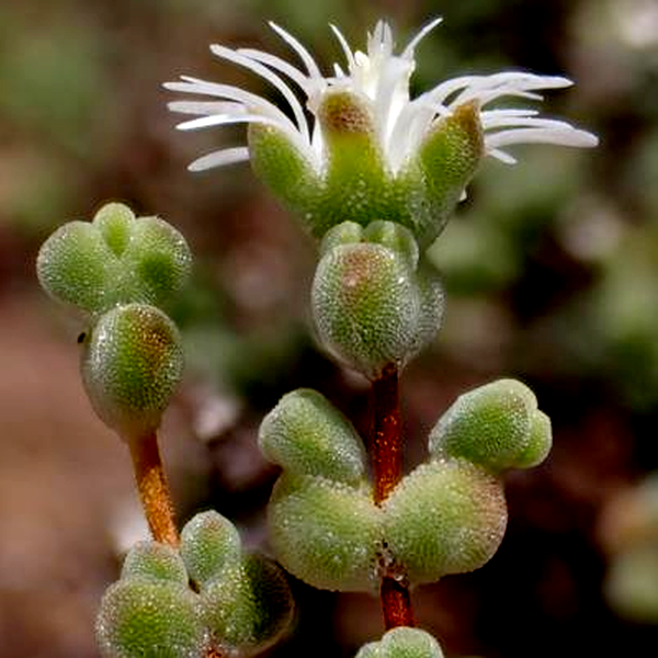 Drosanthemum delicatulum