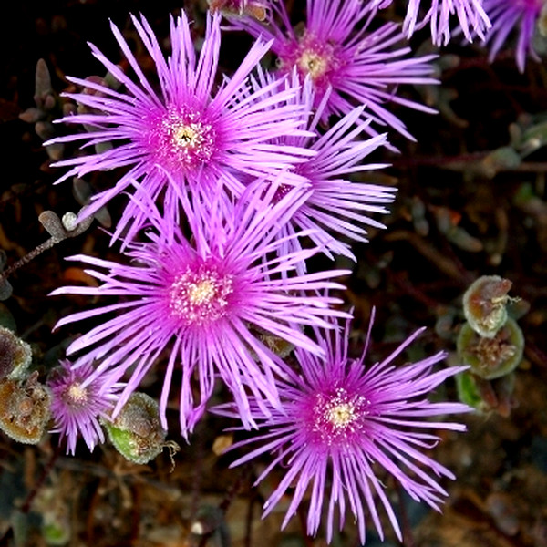 Drosanthemum giffenii
