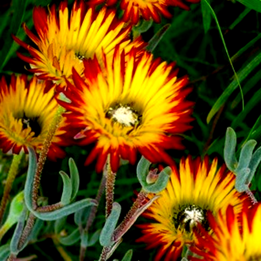 Drosanthemum micans
