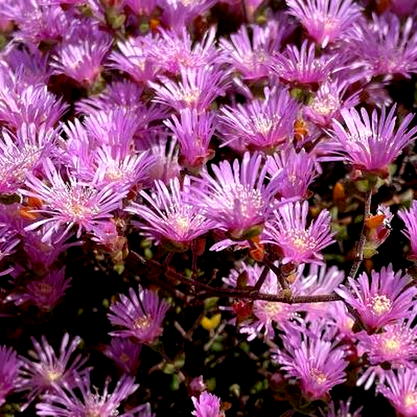 Drosanthemum parvifolium