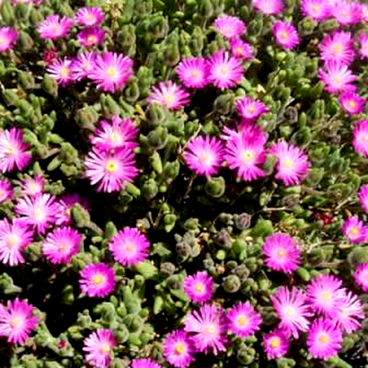 Drosanthemum praecultum