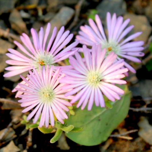Drosanthemum prostratum