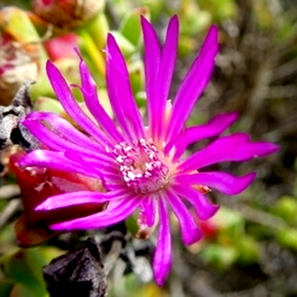 Drosanthemum quadratum