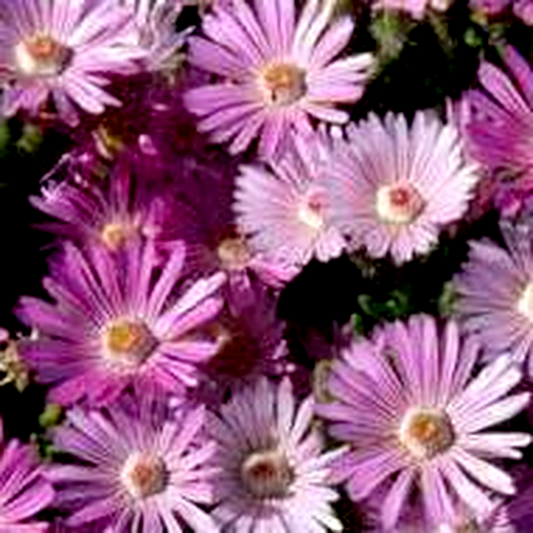 Drosanthemum striatum