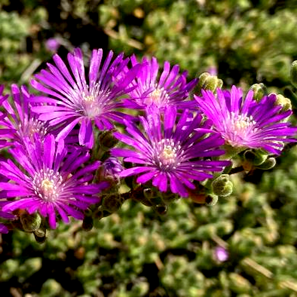 Drosanthemum tuberculiferum