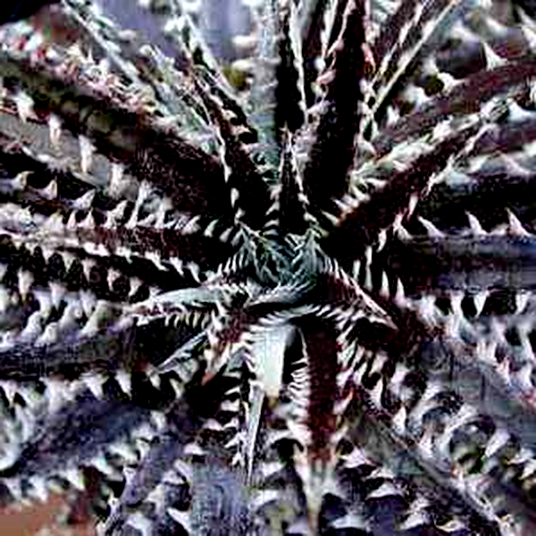 Dyckia fosteriana ‘Silvertooth Tiger’