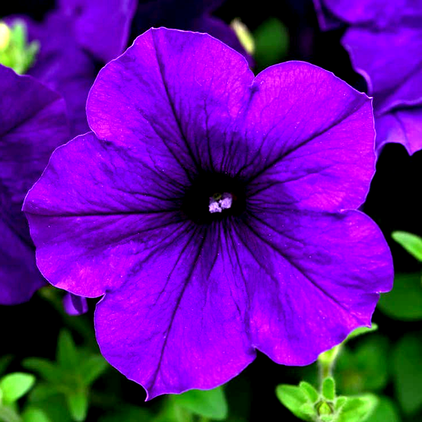 E3 Easy Wave® Blue Petunia Seeds