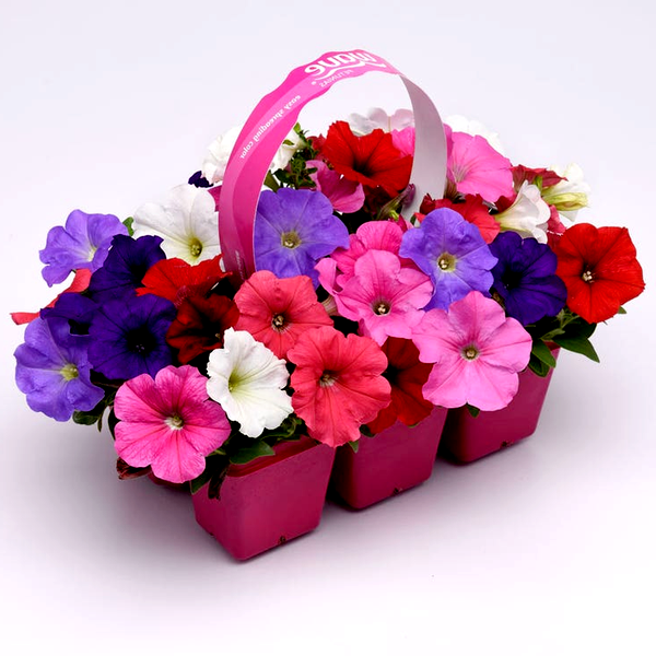 E3 Easy Wave® Formula Mixture Petunia Seeds