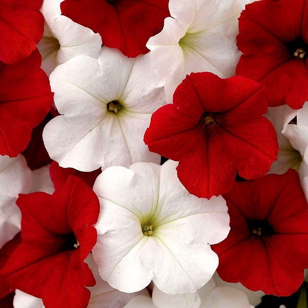 E3 Easy Wave® Peppermint Mix Petunia Seeds