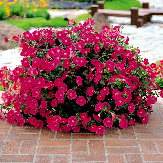 E3 Easy Wave® Pink Cosmo Petunia Seeds