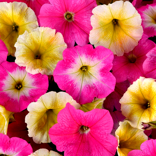 E3 Easy Wave® Sweet Taffy Mix Petunia Seeds