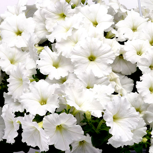 E3 Easy Wave® White Petunia Seeds
