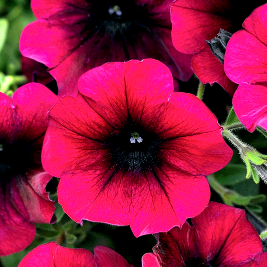 Easy Wave® Burgundy Velour Petunia Seeds