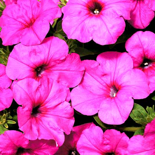 Easy Wave® Neon Rose Petunia Seeds