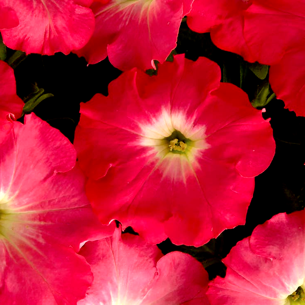 Easy Wave® Rosy Dawn Hybrid Petunia Seeds