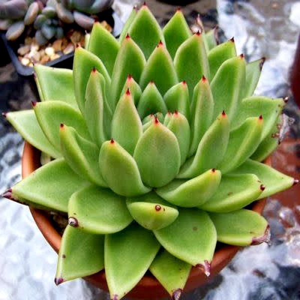 Echeveria agavoides