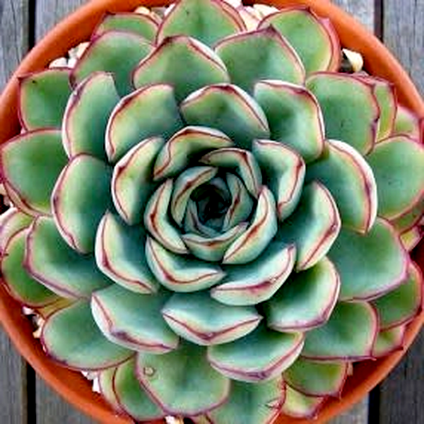 Echeveria pulidonis