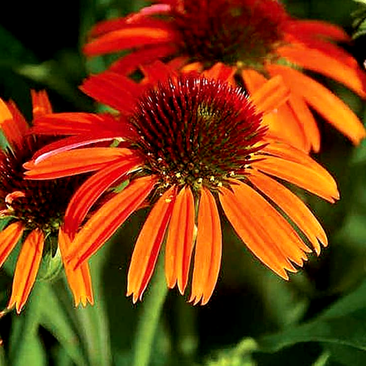 Echinacea Butterfly™ Orange Skipper