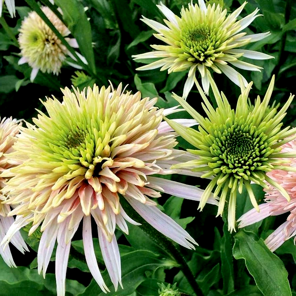 Echinacea Cone-fections™ 'Cherry Fluff'