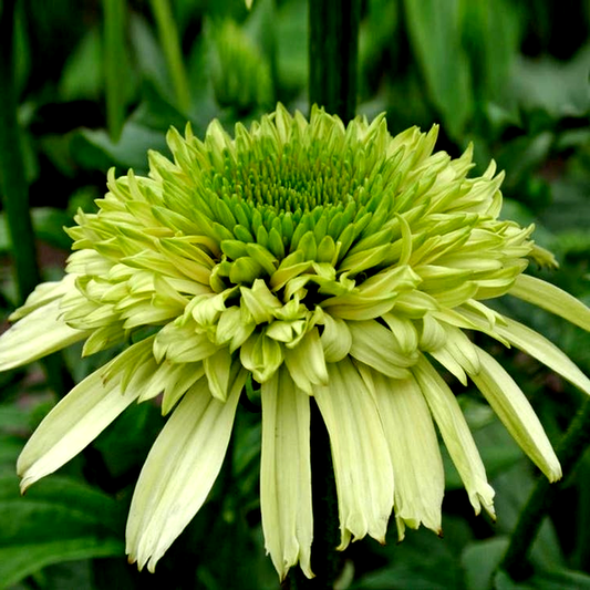 Echinacea Cone-fections™ 'Honeydew'