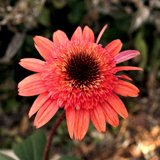 Echinacea Cone-fections™ 'Raspberry Truffle'