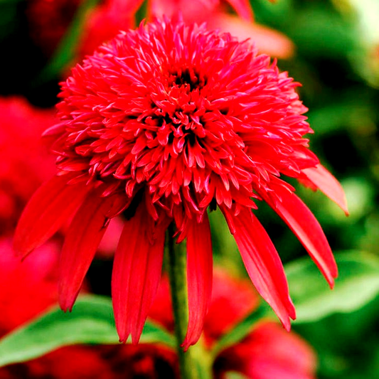 Echinacea Double Scoop™ Cranberry