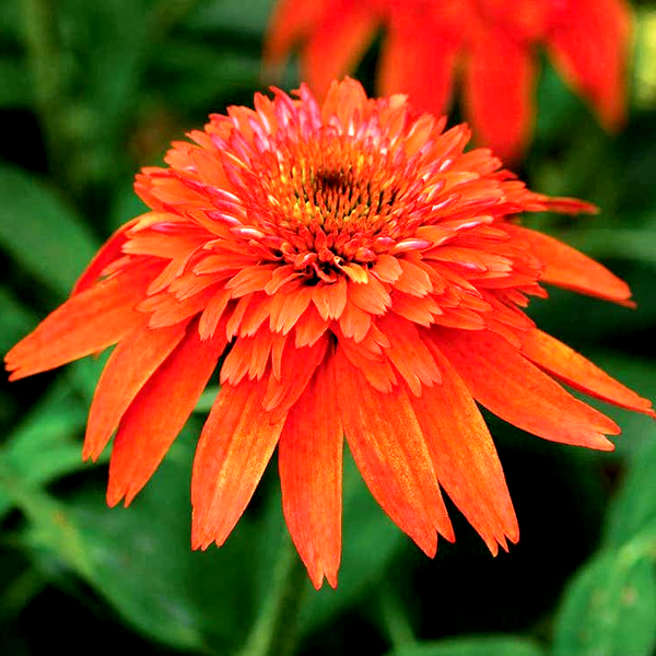 Echinacea Double Scoop™ Mandarin
