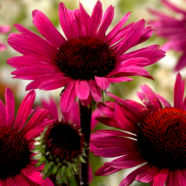 Echinacea 'Fatal Attraction' Coneflower