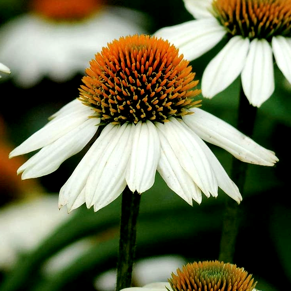 Echinacea 'PowWow White'