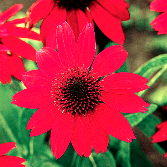 Echinacea Sombrero® Salsa Red