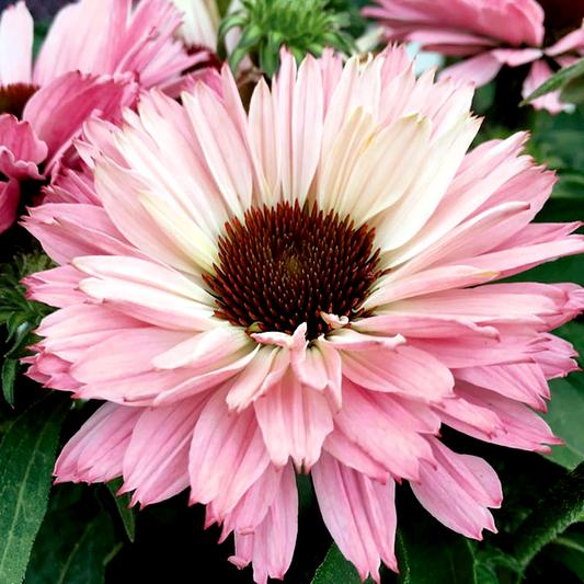 Echinacea SunSeekers® Salmon Coneflower