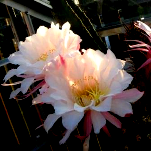 Echinopsis candicans var. gladiatus