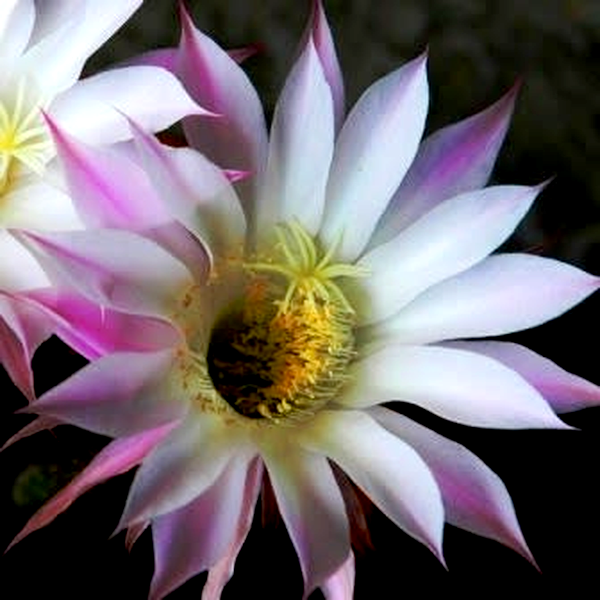 Echinopsis rhodotricha