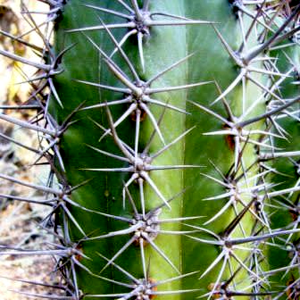 Echinopsis terscheckii