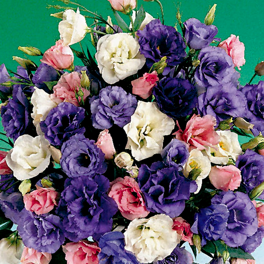 Echo Mix Lisianthus Seeds