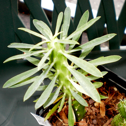 Euphorbia bubalina