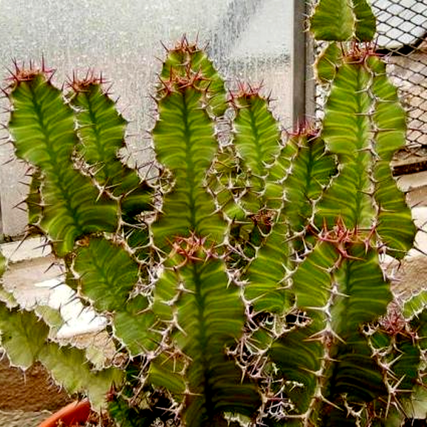 Euphorbia grandialata