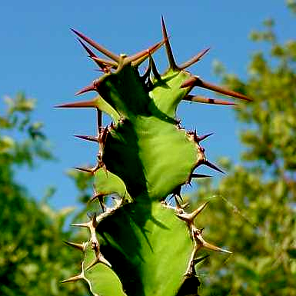 Euphorbia grandicornis