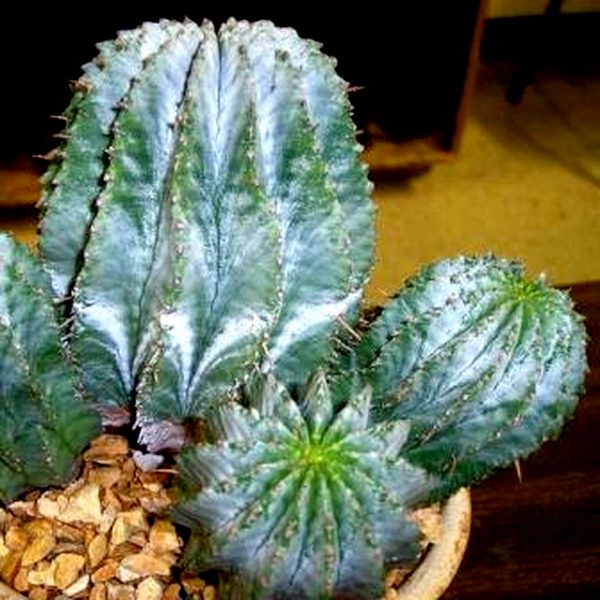 Euphorbia horrida
