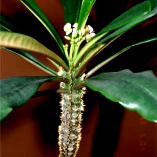 Euphorbia lophogona