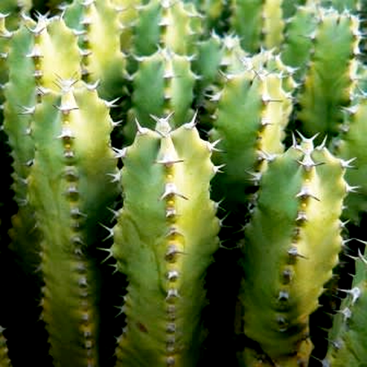 Euphorbia tetragona