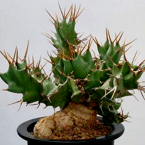 Euphorbia tortirama