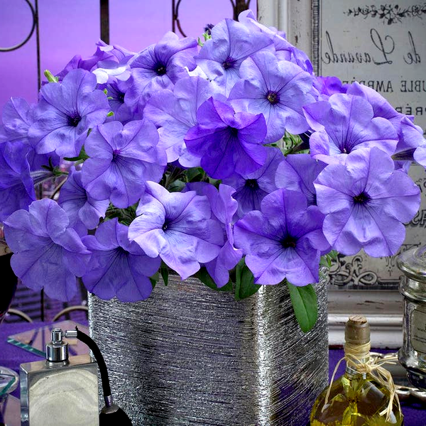 Evening Scentsation™ Petunia Seeds